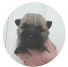 A close-up of a dog

Description automatically generated