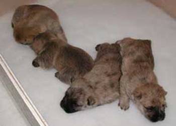 A group of puppies lying on a white surface

Description automatically generated