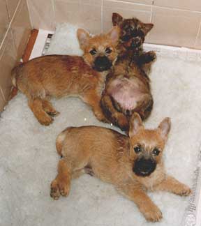 A group of puppies lying on a white carpet

Description automatically generated